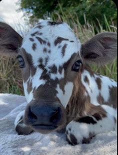 a brown and white cow laying down in the snow looking at the camera with it's eyes wide open