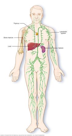 Organ Manusia, Digeorge Syndrome, Types Of Blood Cells, Adrenal Fatigue Diet, Hodgkin Lymphoma, Lymph Fluid, Cells And Tissues, Lymph Massage, Lymph System