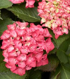 red and yellow flowers with green leaves in the background