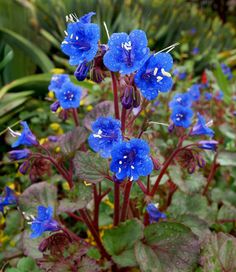 blue flowers with green leaves in the foreground and other plants in the back ground