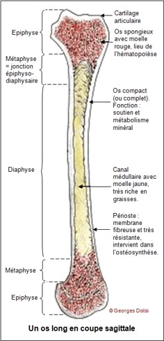 the structure of a long bone and its major structures, including the bones in which they are