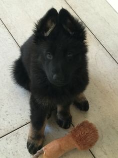 a black puppy sitting on the floor next to a toy