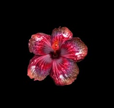 a red and white flower on a black background