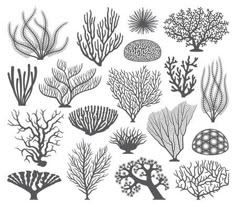 seaweed and corals in black and white colors on a white background, illustration