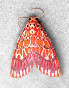 a red and white moth sitting on top of a gray floor next to a wall