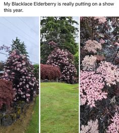 three pictures of pink and purple flowers in the grass