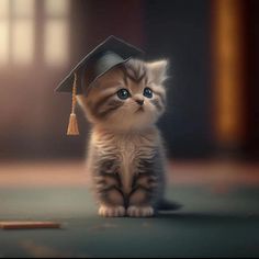 a small kitten wearing a graduation cap