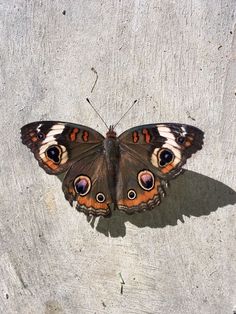 a brown and white butterfly sitting on top of a cement wall