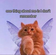 an orange cat with wings on it's back and the caption, one thing about me is i don't remember