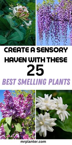 A sensory garden showcasing the 25 best smelling plants for your yard. Best Smelling Flowers, Cut Garden, Bungalow Decor, Plant Tips, Smelling Flowers, Summer Flowers Garden, Potted Plants Outdoor, Fragrant Garden, Sensory Garden