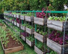 several wooden boxes filled with different types of plants