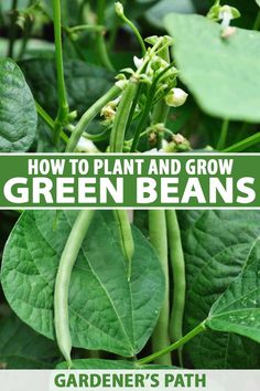 how to plant and grow green beans in the garden's path, part 1