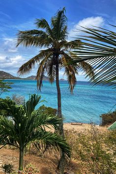 a palm tree sitting on top of a lush green hillside next to the ocean with blue water