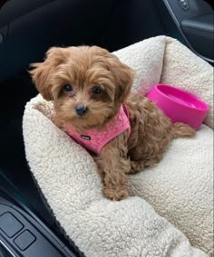 a small brown dog wearing a pink harness sitting in the back seat of a car