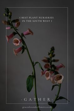 pink flowers in a vase with the words best plant nurserys in the south west