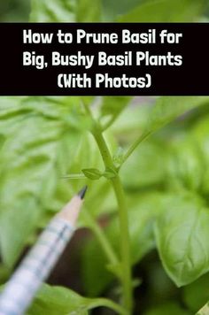 a pencil sitting on top of a plant with the words how to prune basil for big, bushy basil plants with photos?