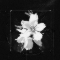 a black and white photo of a flower in the middle of it's frame