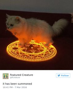 a white cat standing on top of a table with glowing lights in it's eyes