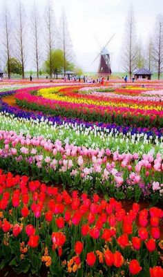 many different colored tulips and other flowers in a field next to a windmill