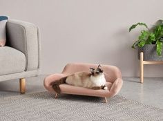 a cat sitting on top of a pink chair next to a couch and potted plant