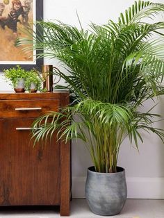 there is a potted plant next to a dresser