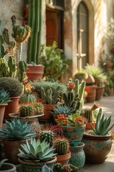 many different kinds of cactus in pots on the ground