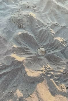 the sand is covered with small shells