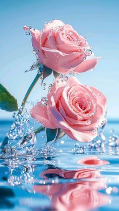 two pink roses floating in the water