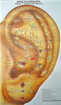 Auricular Acupuncture Points, Auricular Therapy, Trening Fitness