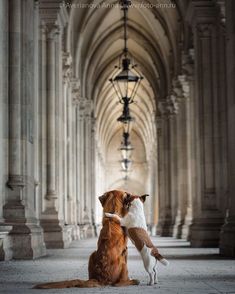 a dog and cat are hugging in an old building with columns on either side of them