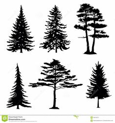 pine tree silhouettes on white background stock photo - image 349874