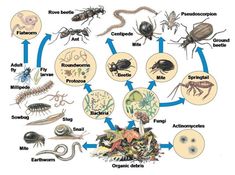 the life cycle of an insect is shown in this diagram, with all different types of insects