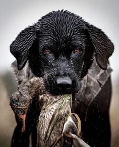 a black dog carrying a duck in it's mouth