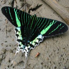 a green and black butterfly laying on the ground