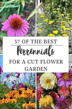 the best perennials for a cut flower garden with text overlay that reads, 37 of the best perennials for a cut flower garden