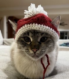 a gray and white cat wearing a red and white knitted hat on top of a bed