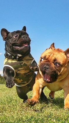 two dogs are running in the grass with one dog wearing a sweater and the other has his mouth open