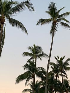 palm trees and an airplane in the sky