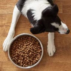 a black and white dog eating food out of a bowl