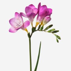 pink flowers in a vase on a white background