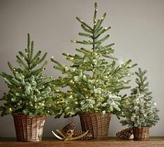 three small christmas trees in baskets on a table