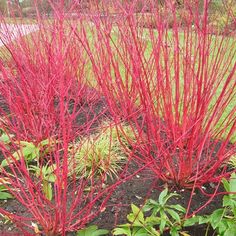 some red plants are growing in the dirt