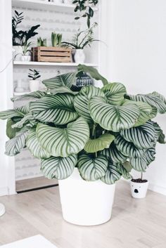 a potted plant sitting on top of a hard wood floor next to a book shelf