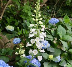 blue and white flowers are growing in the garden