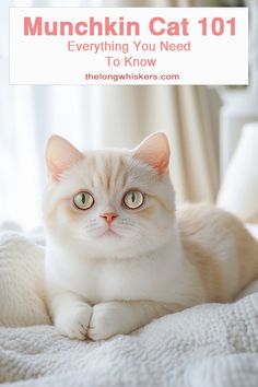 a white cat laying on top of a bed with the caption munchin cat 101 everything you need to know