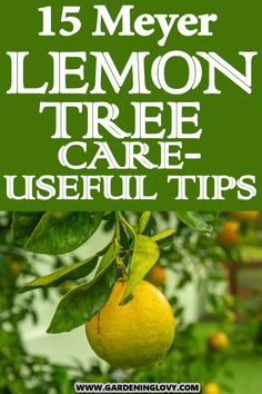 lemon tree with text overlay that reads 15 meyer lemon tree care useful tips