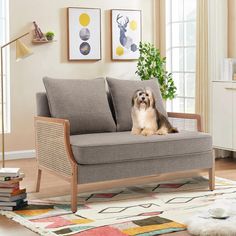 a dog sitting on top of a couch in a living room next to a rug