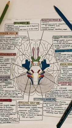 a drawing of the human brain on top of a piece of paper with pencils next to it