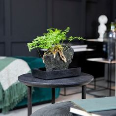 a black table with a green plant on it