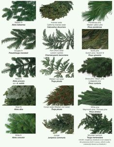 many different types of evergreen leaves and their names are shown in this diagram, which shows the